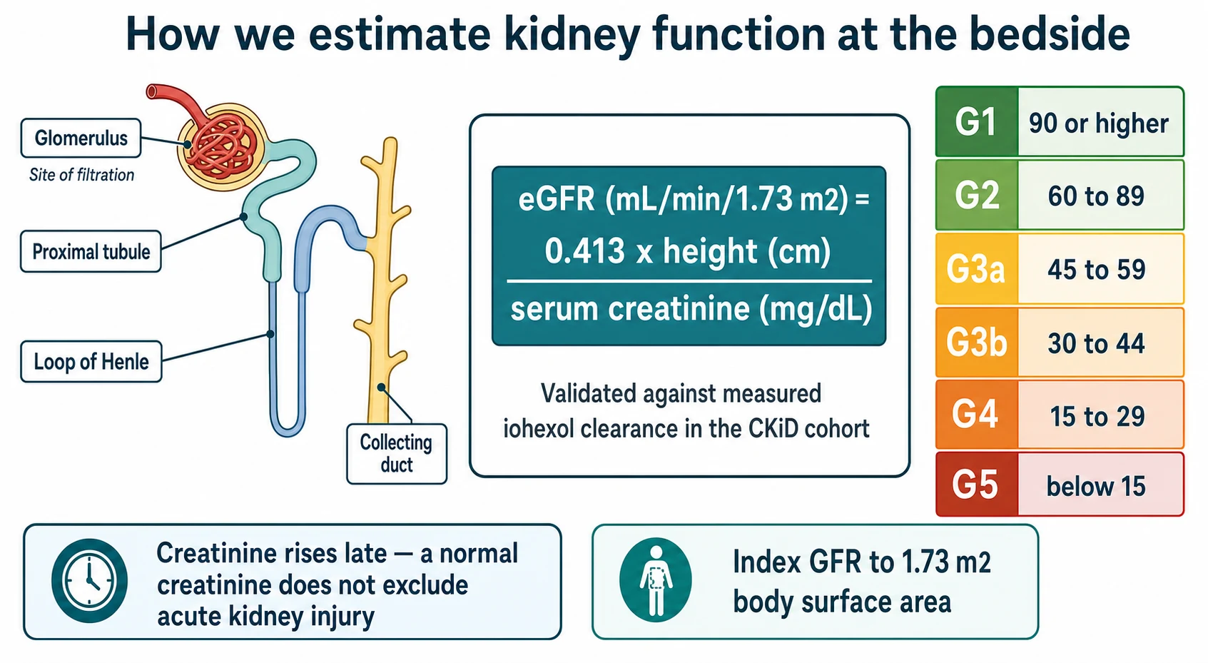 Educational mechanism diagram of the bedside Schwartz eGFR equation linked to a nephron filtration schematic and a colour-coded GFR category ladder