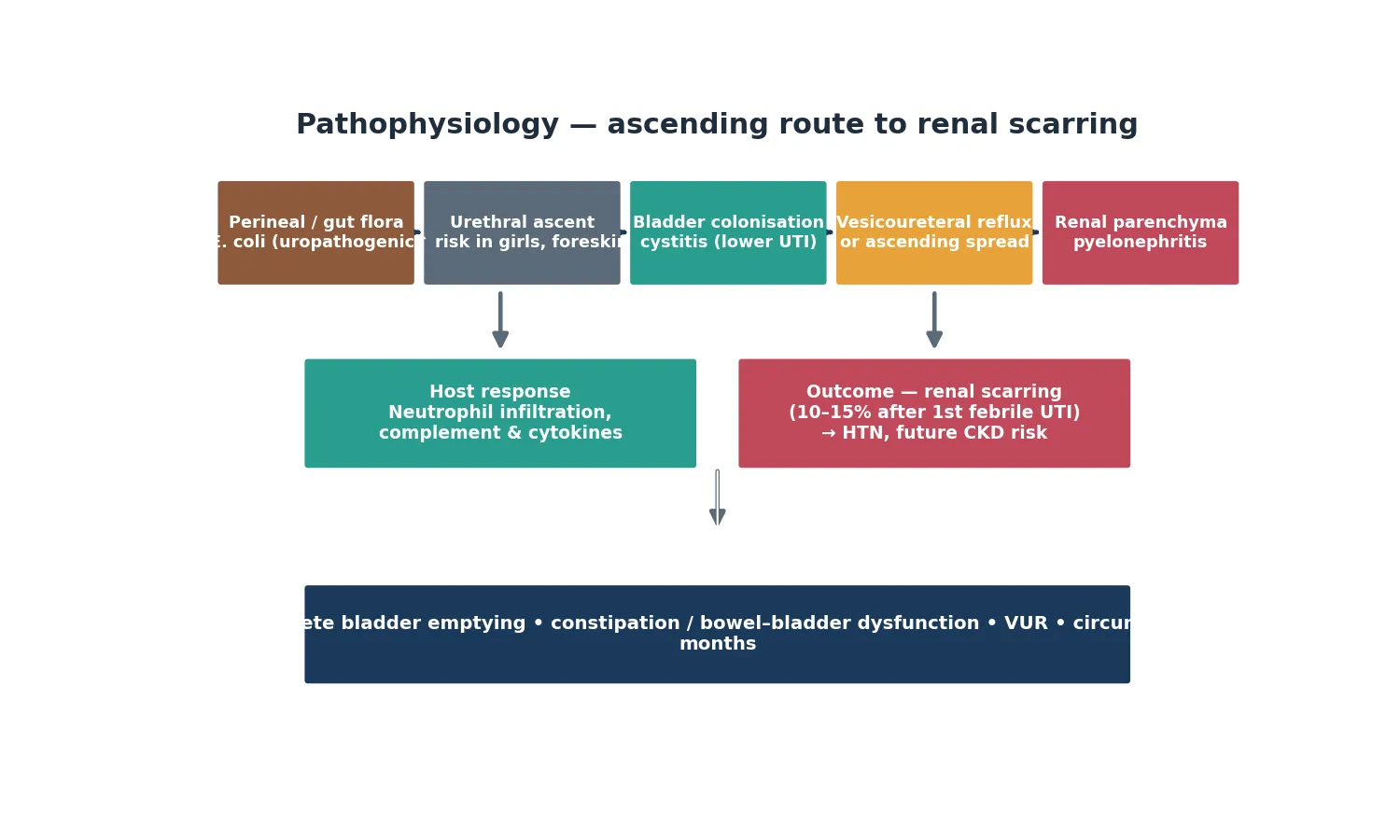 Diagram of the pathophysiology of paediatric urinary tract infection from perineal colonisation by uropathogenic E coli through urethral ascent, bladder colonisation and cystitis, vesicoureteral reflux, renal parenchymal infection and pyelonephritis, neutrophil infiltration, and renal scarring.