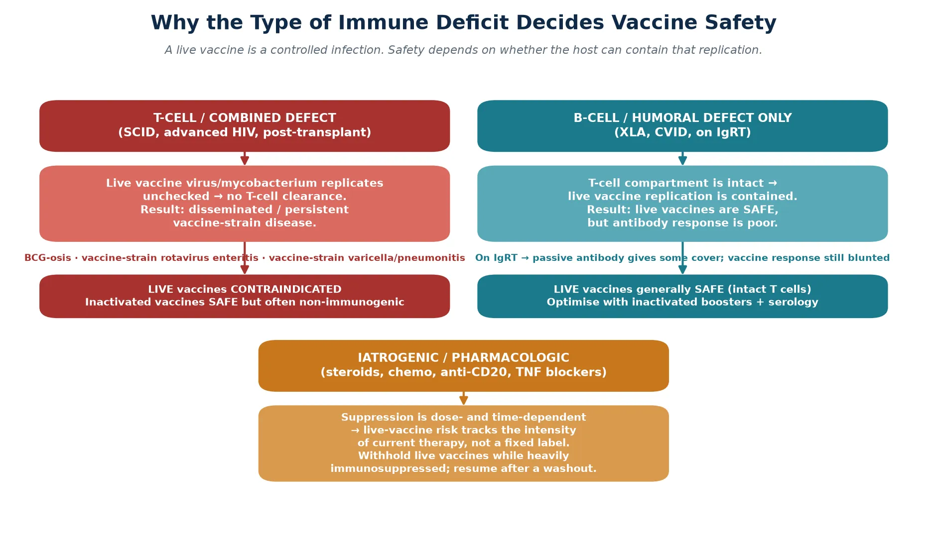 Three branches showing how the immune deficit decides vaccine risk: a T-cell or combined defect allows unchecked live-vaccine replication leading to disseminated vaccine-strain disease; a B-cell-only defect contains live-virus replication via intact T cells but mounts a poor antibody response; and iatrogenic immunosuppression shifts risk with the intensity of current therapy