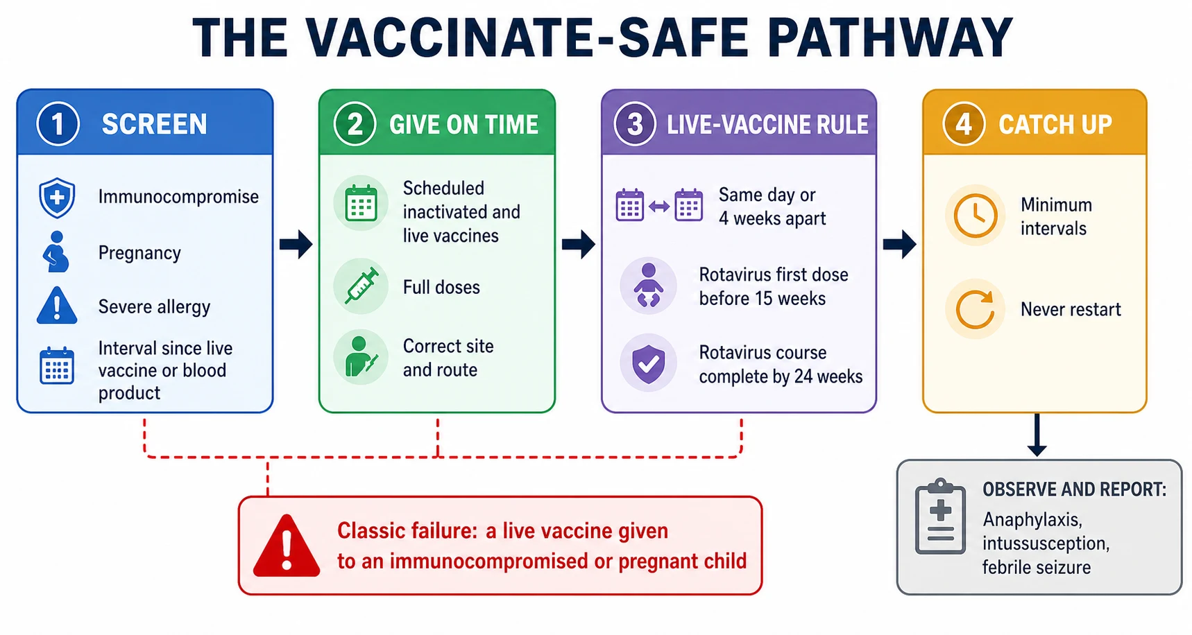 Educational flowchart of the vaccinate-safe pathway in children — a screen box listing immunocompromise, pregnancy, severe allergy, and the interval since any live vaccine or blood product; a give box showing an on-time infant receiving scheduled inactivated and live vaccines with full doses; a live-vaccine rule box reading same day or four weeks apart with rotavirus before fifteen weeks and complete by twenty-four weeks; and a catch-up box reading minimum intervals, no restart, plus an observe-and-report box for adverse events