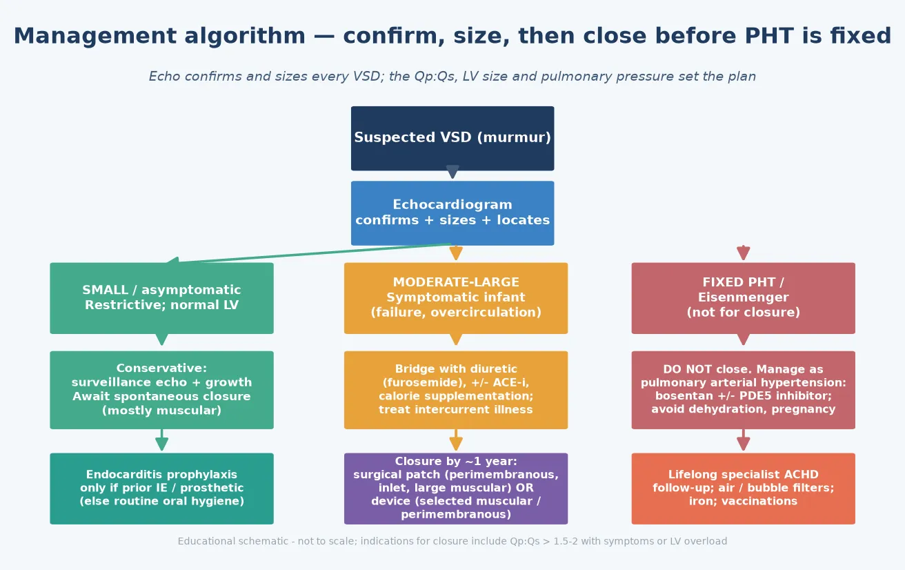 Management algorithm for ventricular septal defect with three lanes: a small defect observed for spontaneous closure with endocarditis guidance, a moderate-large symptomatic defect bridged medically then closed by surgery or device, and fixed pulmonary hypertension or Eisenmenger managed with pulmonary vasodilators and lifelong adult congenital follow-up rather than closure