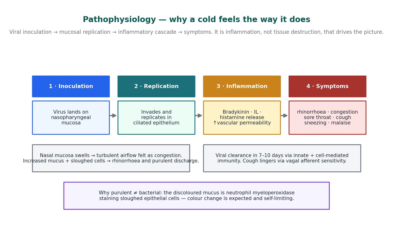 Four-step pathophysiology diagram from viral inoculation through mucosal replication and inflammatory mediator release to the resulting symptoms