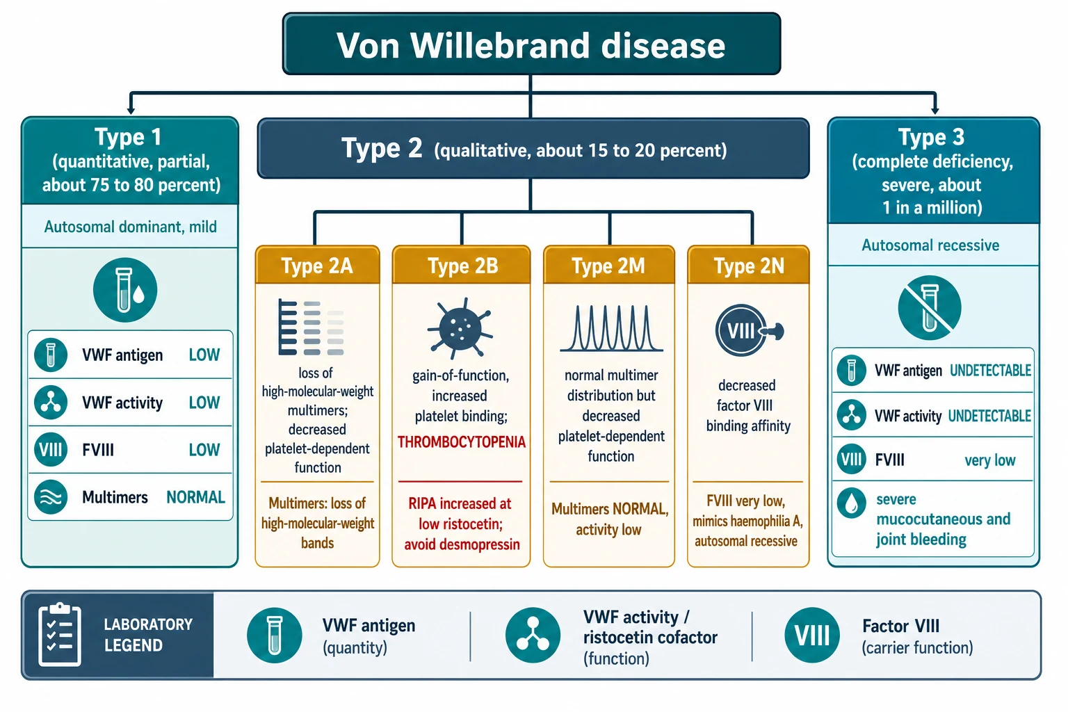 Educational classification infographic splitting von Willebrand disease into three columns: type 1 partial quantitative deficiency about 75 to 80 percent with low VWF antigen, activity and factor VIII and normal multimers; type 2 qualitative defect about 15 to 20 percent subdividing into 2A loss of high-molecular-weight multimers, 2B gain-of-function with thrombocytopenia, 2M normal multimers but reduced function, and 2N reduced factor VIII binding; and type 3 complete deficiency about 1 in a million with undetectable VWF and severe bleeding