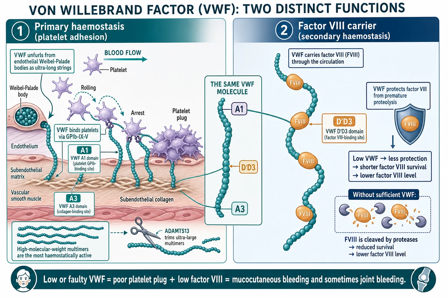 Educational pathophysiology diagram showing von Willebrand factor doing two labelled jobs: zone one primary haemostasis with VWF strings binding subendothelial collagen via the A3 domain and capturing platelets through glycoprotein Ib via the A1 domain to form the platelet plug, and zone two factor VIII carrier with VWF carrying a bound factor VIII cargo via the D prime D3 domain protecting it from breakdown, with Weibel-Palade bodies storing VWF and the ADAMTS13 enzyme trimming ultra-large multimers