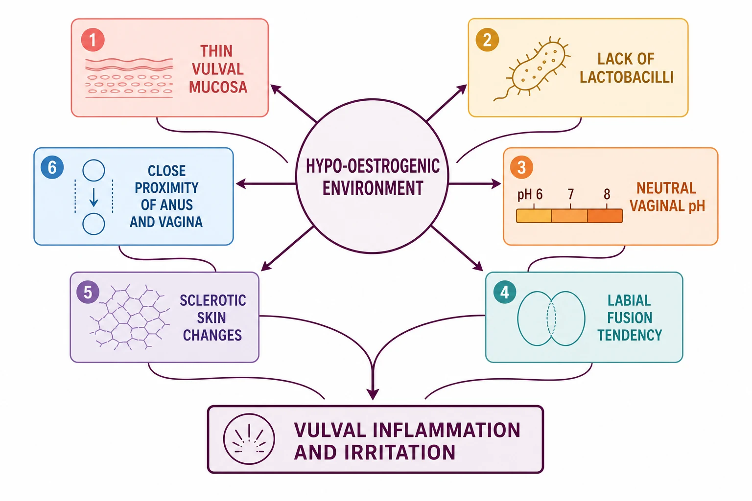 A central circular hub labelled Hypo-oestrogenic Environment radiates arrows to six surrounding boxes labelled Thin Vulval Mucosa, Lack of Lactobacilli, Neutral Vaginal pH 6 to 8, Labial Fusion Tendency, Sclerotic Skin Changes, and Close Proximity of Anus and Vagina. Curved arrows converge on a bottom result panel labelled Vulval Inflammation and Irritation.