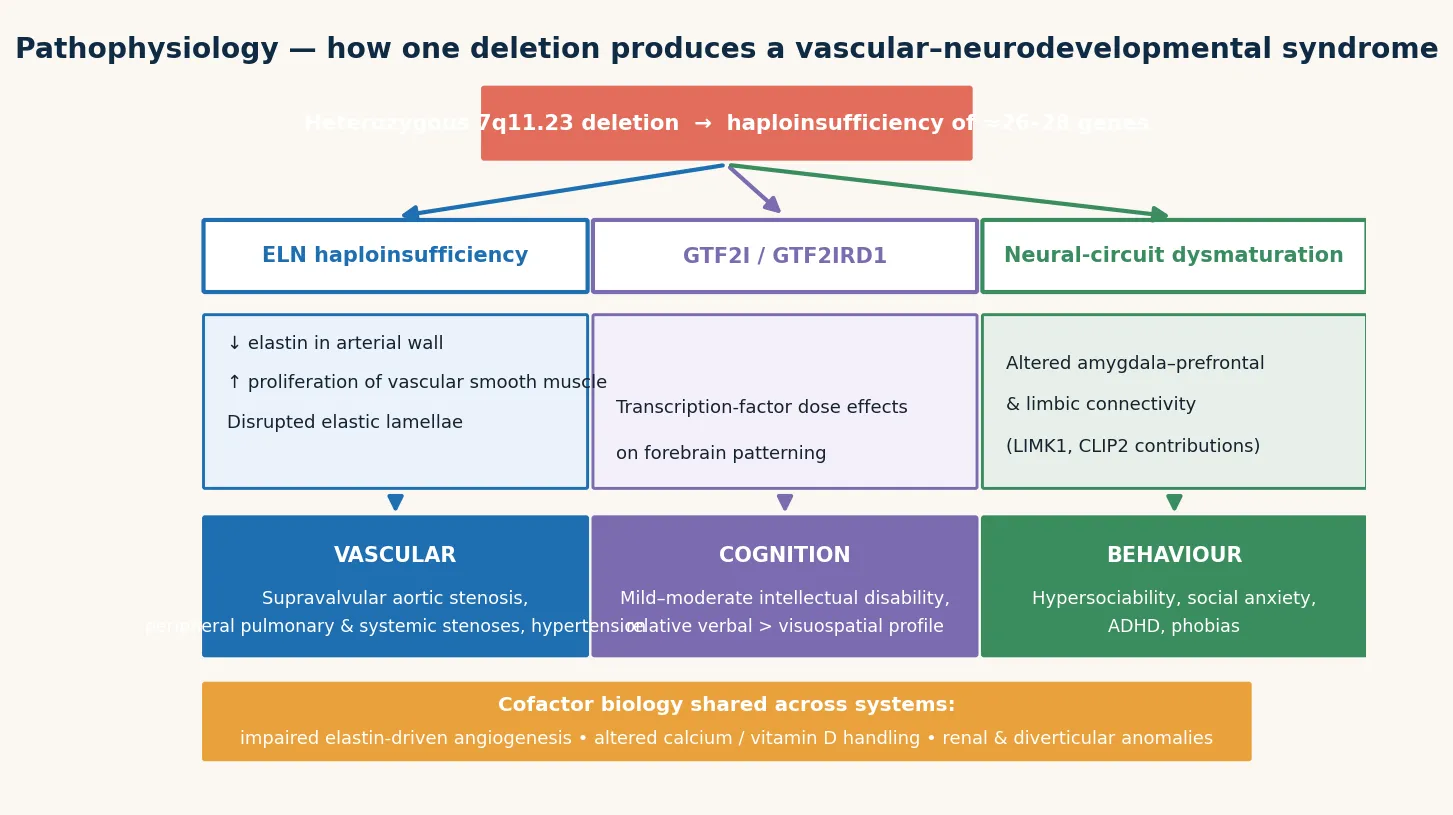 Pathophysiology cascade from the 7q11.23 microdeletion through ELN haploinsufficiency to a thickened, stenotic arterial media with excessive smooth-muscle proliferation, shown beside a normal elastic-lamellate artery, with a parallel panel mapping GTF2I and GTF2IRD1 to intellectual disability and hypersocial personality and LIMK1 to the visuospatial construction deficit