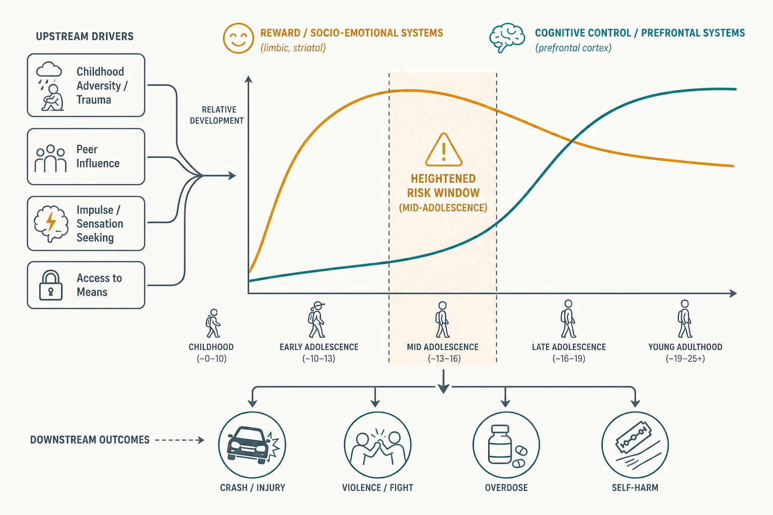 Educational dual-systems developmental diagram showing an early-peaking reward curve and a later-rising cognitive-control curve, with the shaded adolescent risk window, upstream adversity inputs and downstream injury and violence outcomes