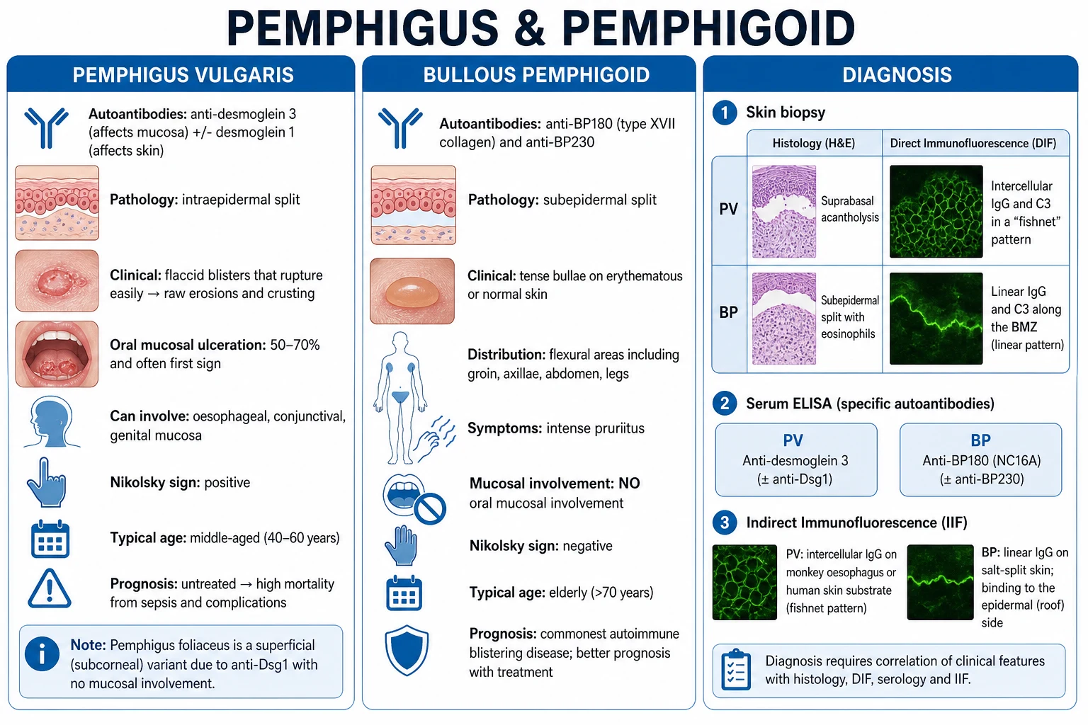 Clean infographic comparing pemphigus vulgaris, pemphigus foliaceus, bullous pemphigoid, mucous membrane pemphigoid, pemphigoid gestationis, linear IgA disease, and epidermolysis bullosa acquisita by antigen, split level, and clinical pattern