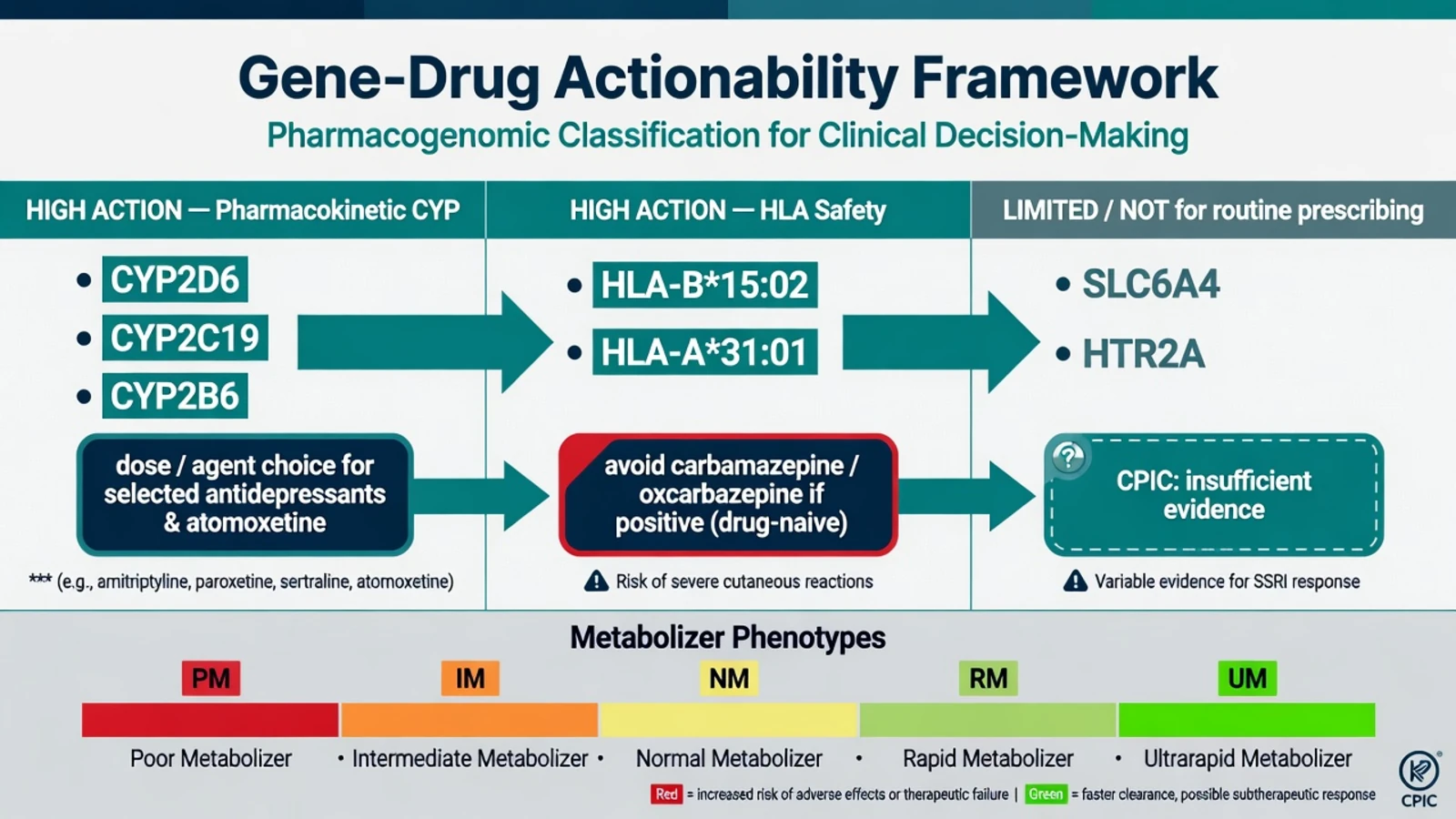 Three-column gene-drug actionability framework separating high-action CYP genes, high-action HLA safety alleles, and limited-evidence PD genes with metaboliser phenotype spectrum