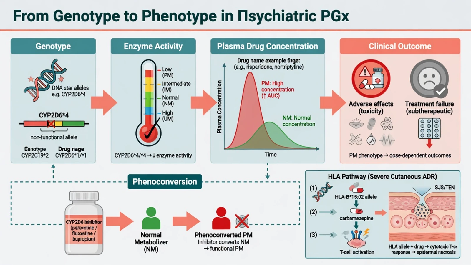 Four-step cascade from CYP star alleles through enzyme activity and plasma concentration to adverse effects or treatment failure, with phenoconversion and HLA T-cell pathways