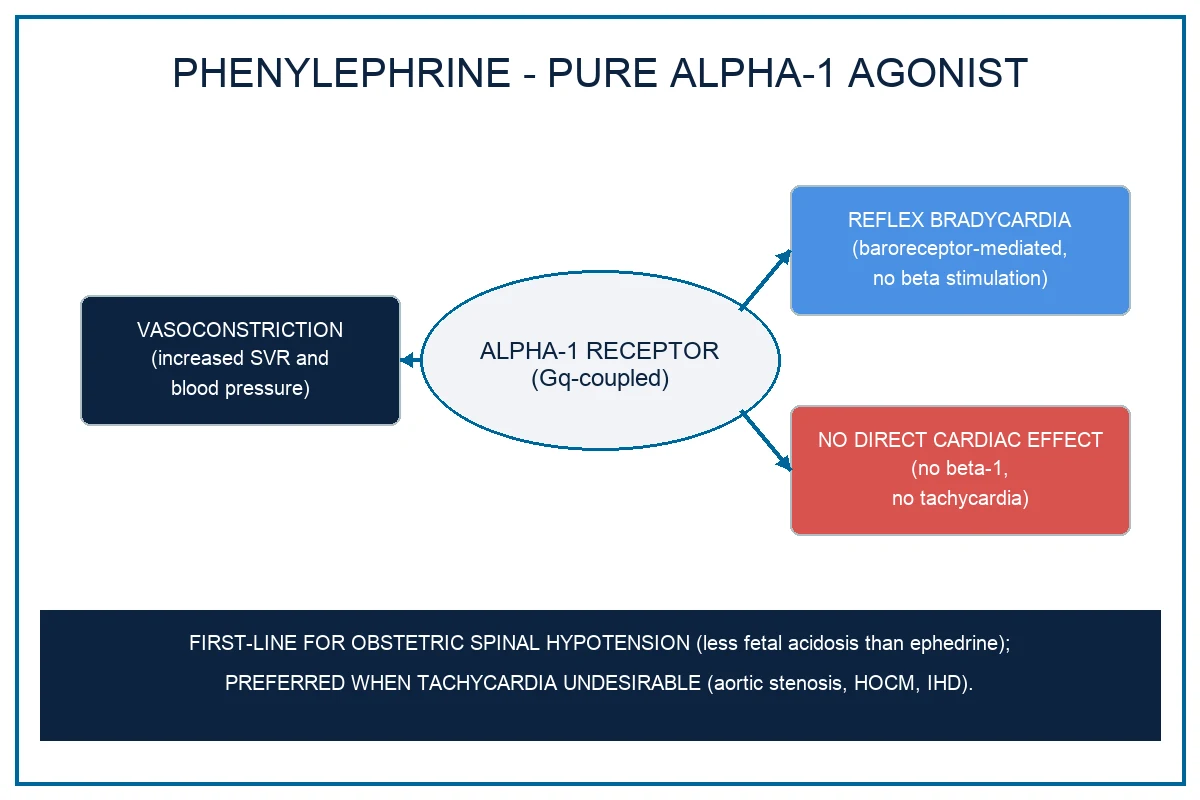 A clean clinical schematic with two side-by-side panels on a white background. LEFT PANEL — the alpha-1 receptor signalling pathway: phenylephrine binding the Gq-coupled alpha-1 receptor on vascular smooth muscle, activating phospholipase C (PLC), cleaving PIP2 into IP3 (which releases calcium from the sarcoplasmic reticulum, SR) and DAG (which activates protein kinase C); the calcium binds calmodulin, activates myosin light-chain kinase (MLCK), phosphorylates the myosin light chain, and produces smooth-muscle contraction and vasoconstriction. RIGHT PANEL — the baroreceptor reflex arc: the raised blood pressure is sensed at the carotid sinus and aortic arch baroreceptors, transmitted via the glossopharyngeal nerve (CN IX) and vagus nerve (CN X) afferents to the medulla (nucleus tractus solitarius), and the efferent vagal output to the sinoatrial node produces reflex bradycardia. Clinical-blue arrows, sharp legible labels.