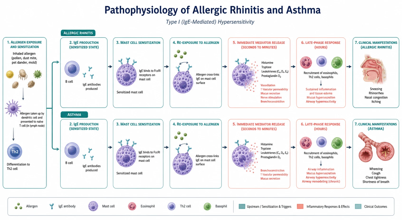 Pathophysiology mechanism diagram for Allergic Rhinitis AND Asthma.