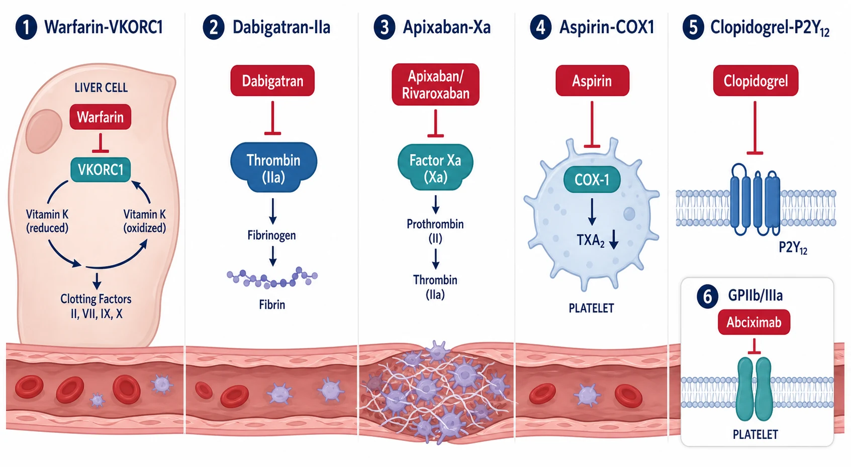 Antithrombotic drug targets: warfarin on VKORC1, dabigatran on thrombin, apixaban and rivaroxaban on factor Xa, aspirin on COX-1, clopidogrel on P2Y12