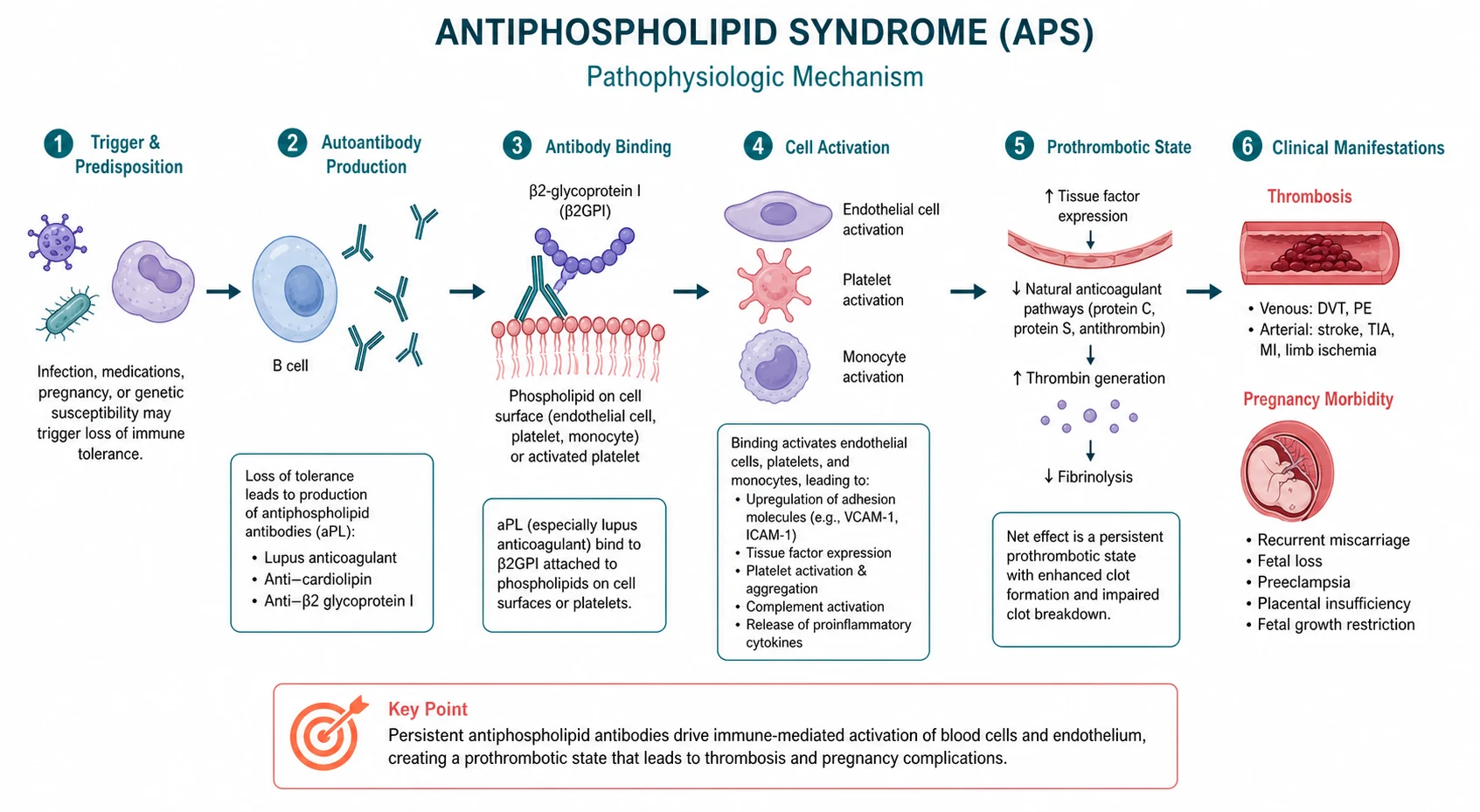 Pathophysiology mechanism diagram for Antiphospholipid Syndrome.