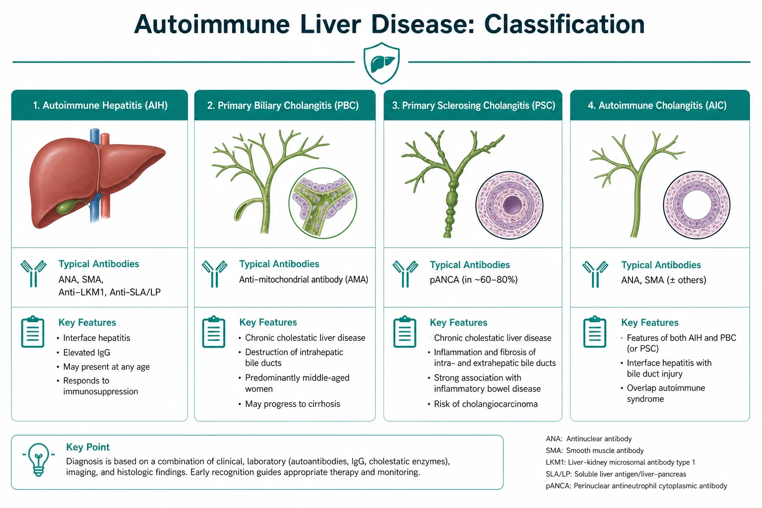 Classification for autoimmune liver disease