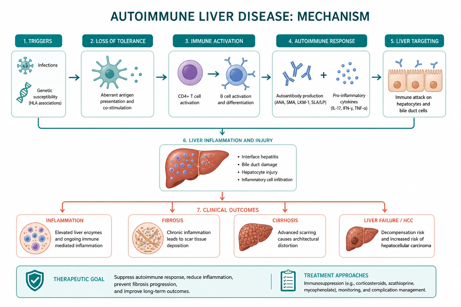 Pathophysiology for autoimmune liver disease