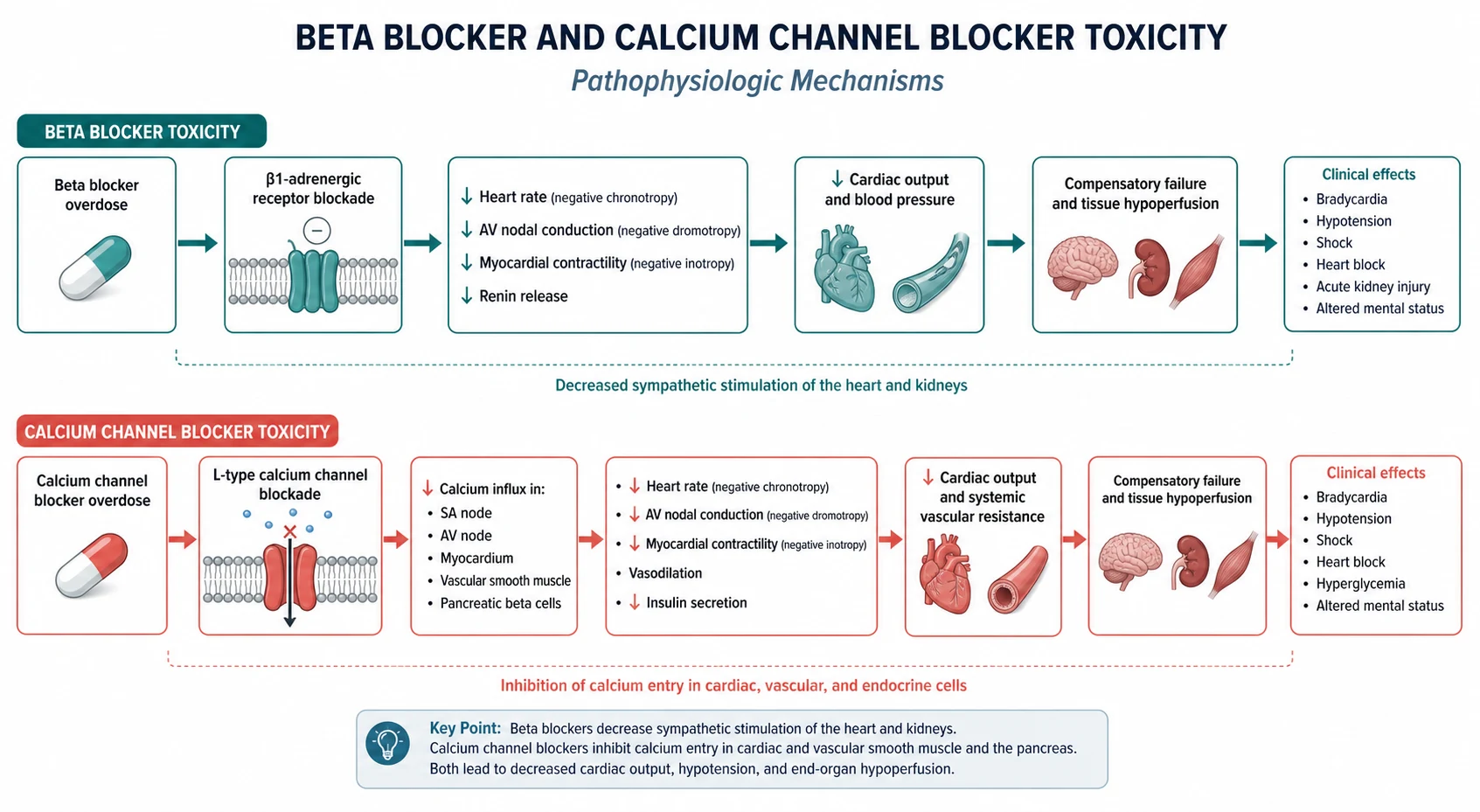 Pathophysiology mechanism diagram for Beta Blocker AND Calcium Channel Blocker Toxicity.