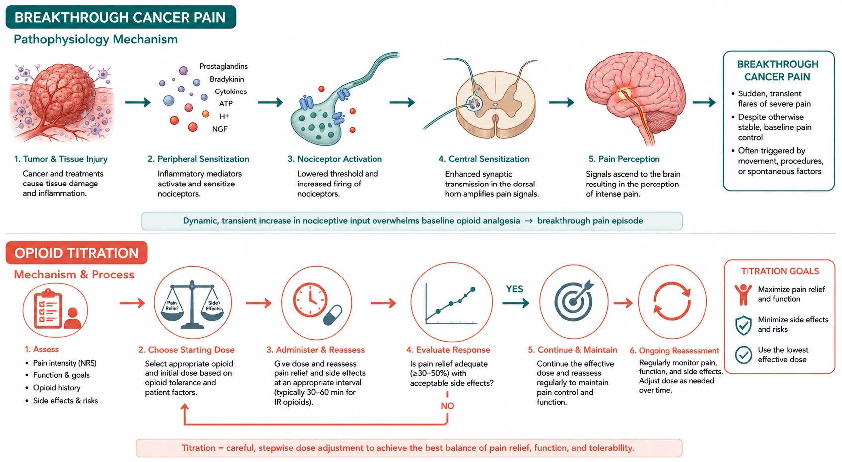 Pathophysiology mechanism diagram for Breakthrough Cancer Pain AND Opioid Titration.