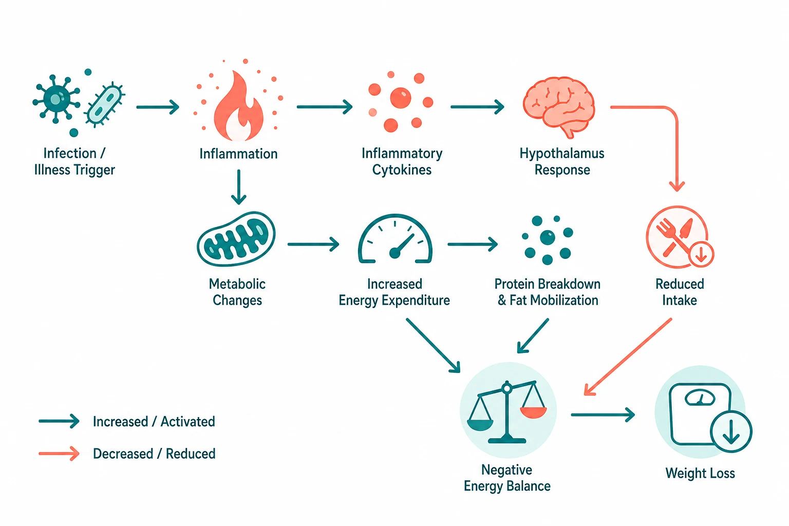 Pathophysiology mechanism diagram for Cancer Cachexia AND Nutritional Support.