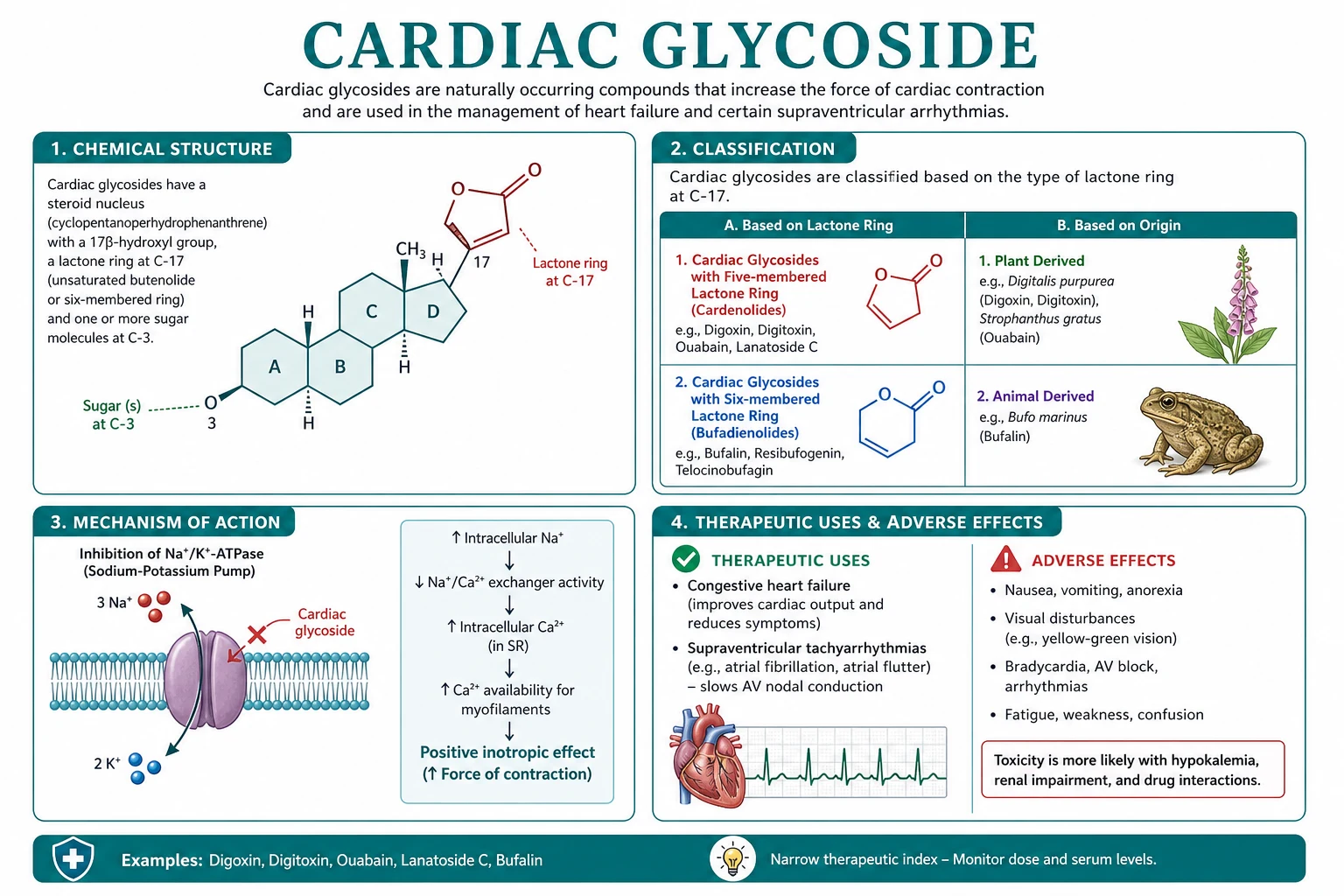 Classification diagram for Cardiac Glycoside.