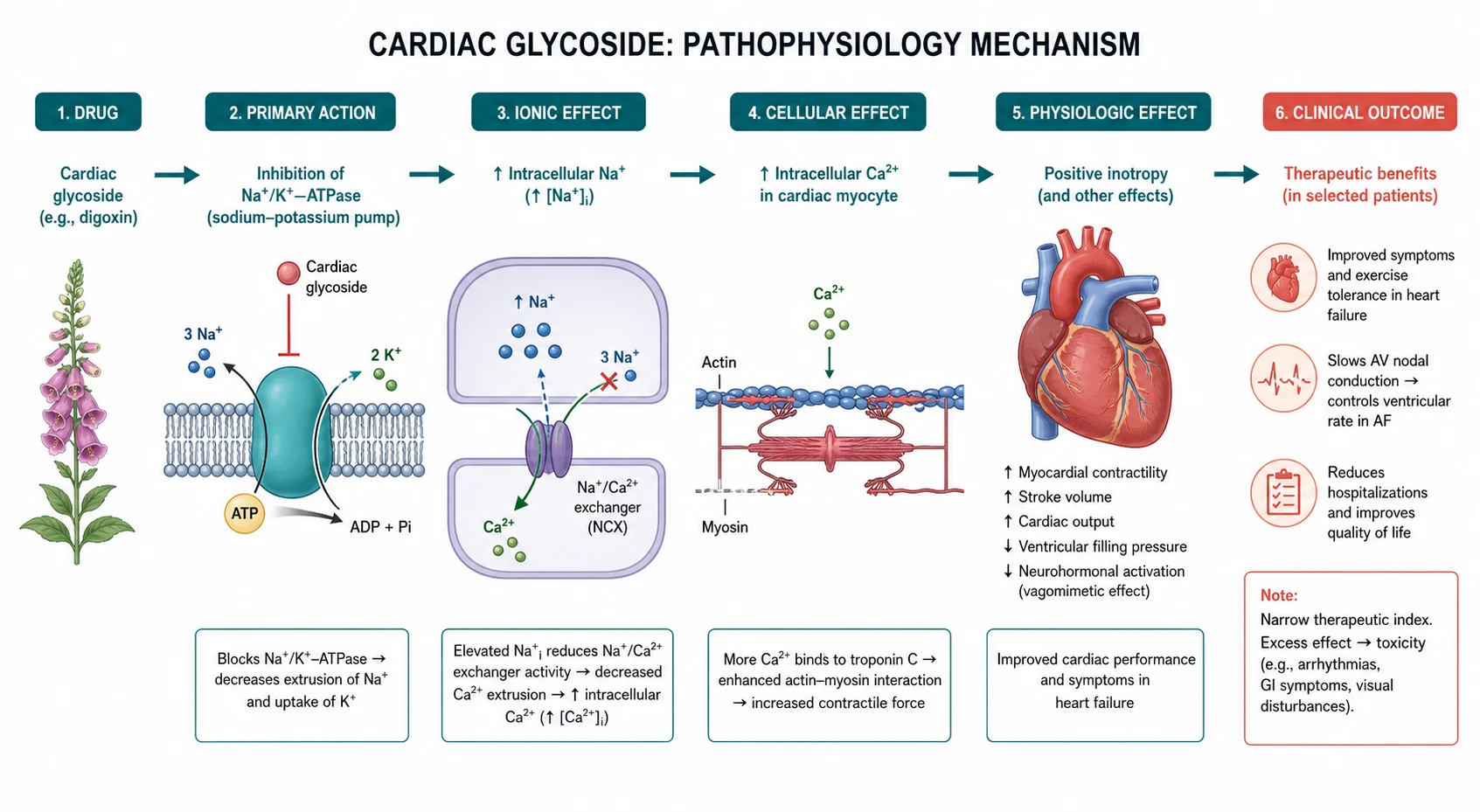 Pathophysiology mechanism diagram for Cardiac Glycoside.