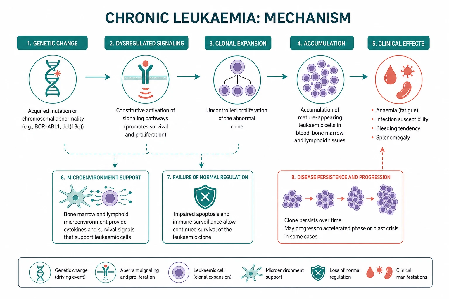 Pathophysiology for chronic leukaemia