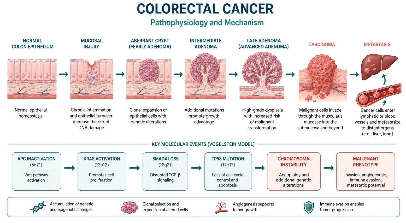 Pathophysiology for colorectal cancer