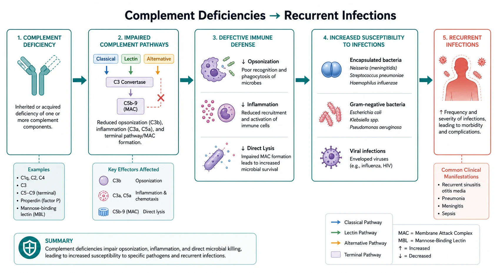 Pathophysiology mechanism diagram for Complement Deficiencies AND Recurrent Infections.