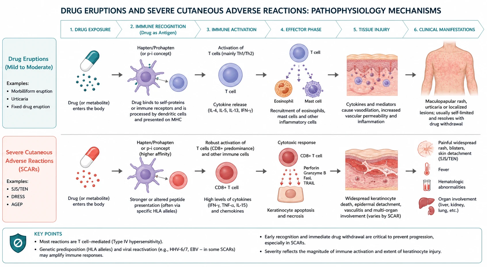 Pathophysiology mechanism diagram for Drug Eruptions AND Severe Cutaneous Adverse Reactions.