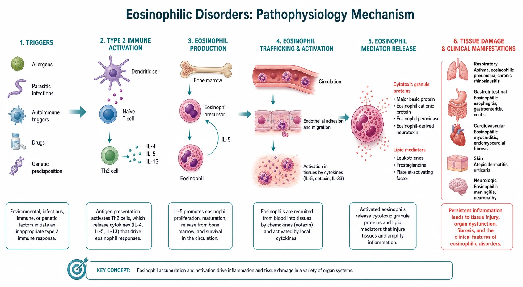 Pathophysiology mechanism diagram for Eosinophilic Disorders.