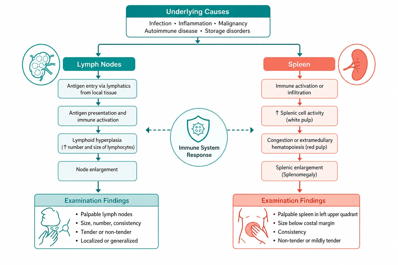 Pathophysiology for examination lymph nodes and splenomegaly