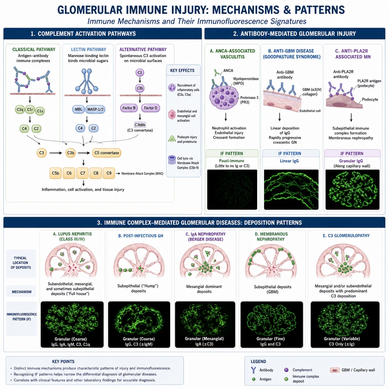 Immune mechanisms of glomerular injury — anti-GBM linear binding, immune complex deposition, ANCA-mediated necrotising vasculitis, complement pathways