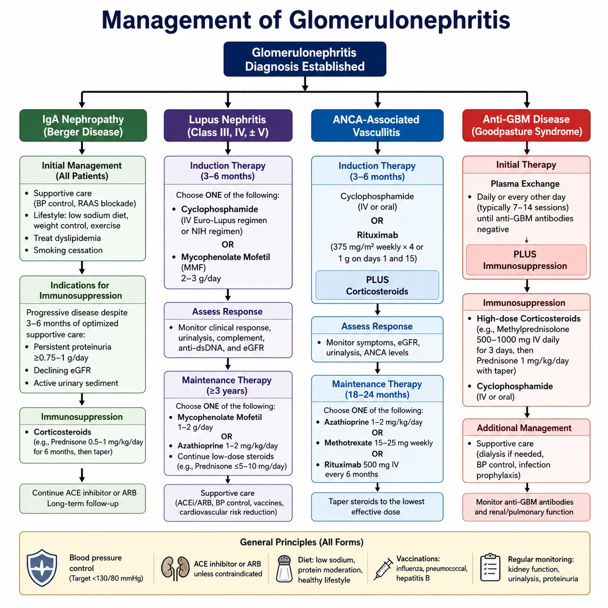 Management algorithm for suspected RPGN — urgent serology, biopsy within 24 to 48 hours, immunosuppression, plasma exchange indications