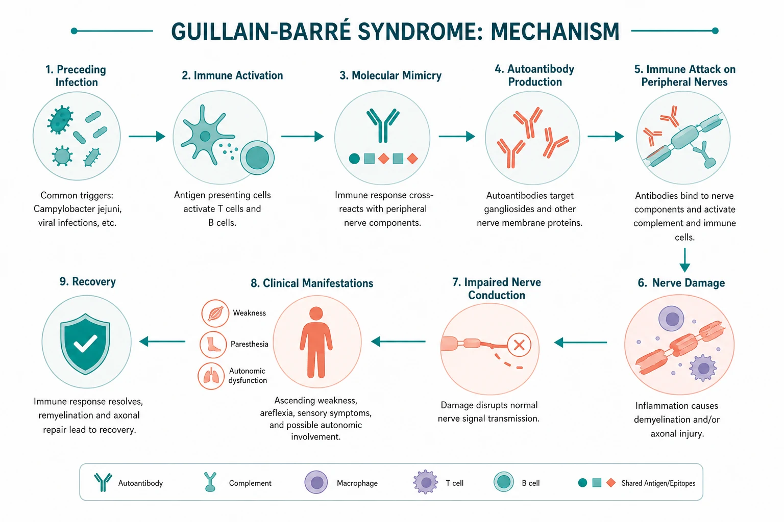 Pathophysiology for guillain barre syndrome