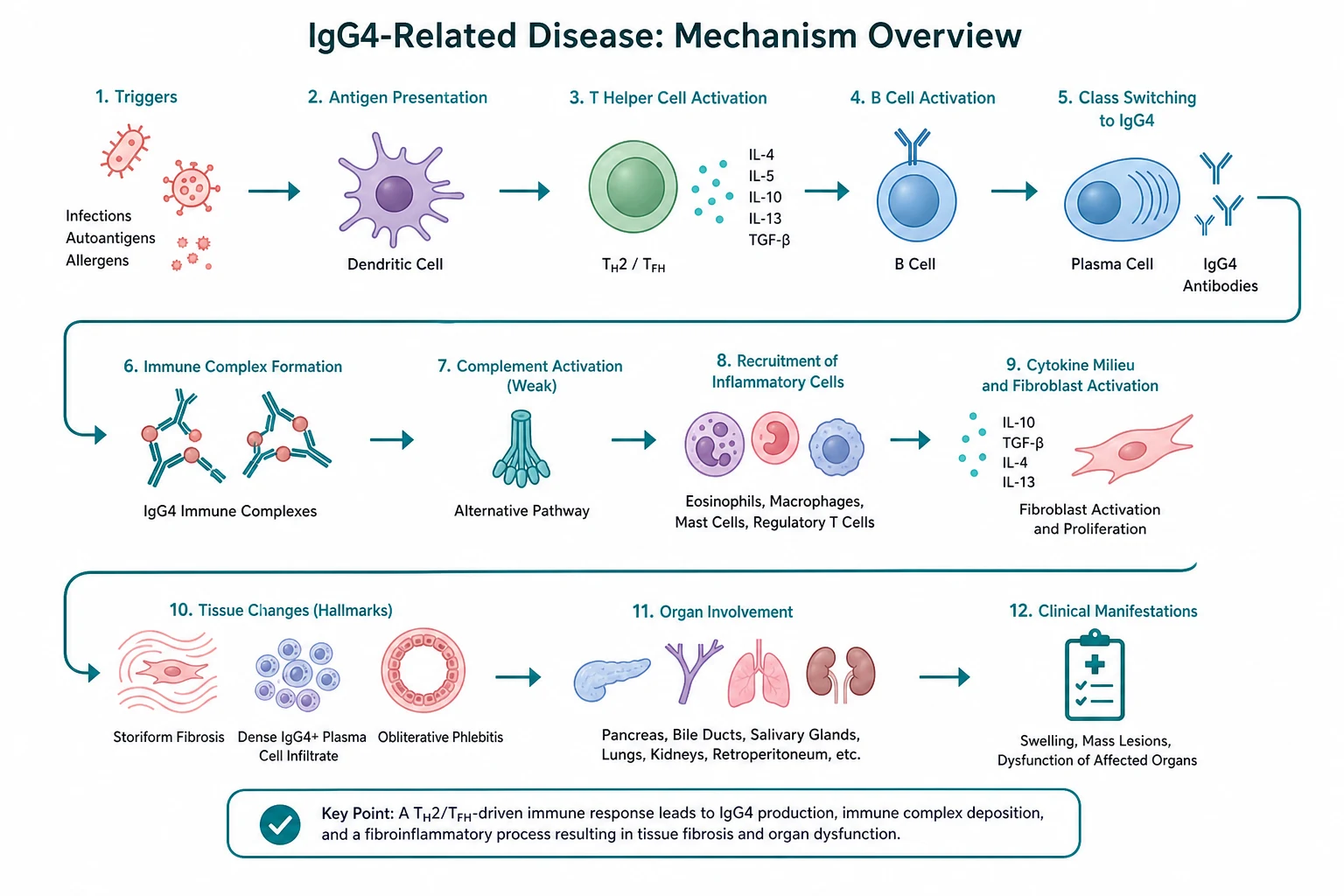 Pathophysiology for igg4 related disease