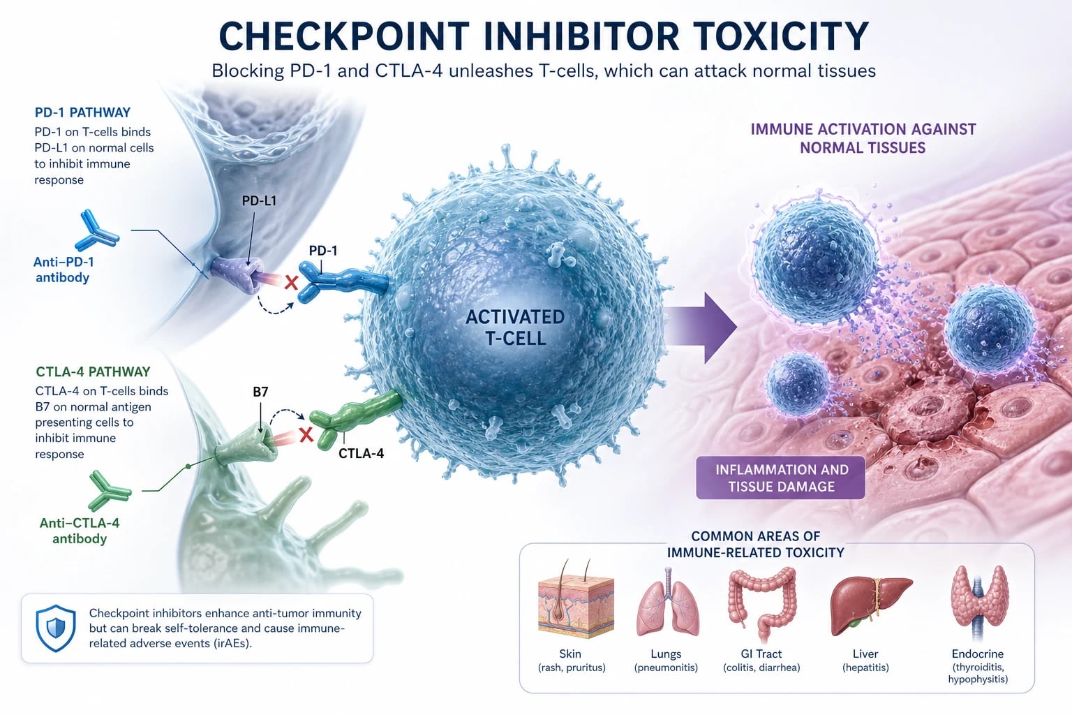 Checkpoint inhibitor toxicity — T-cell with CTLA-4 and PD-1 inhibitory checkpoints, monoclonal antibody drugs releasing the brake, antitumour effect on one side and autoimmune tissue injury on the other