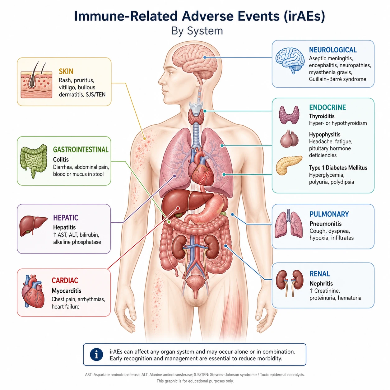 Body map of immune-related adverse events by organ system: skin rash, colitis, hepatitis, pneumonitis, thyroiditis, hypophysitis, adrenal insufficiency, type 1 diabetes, nephritis, myocarditis, neurological events