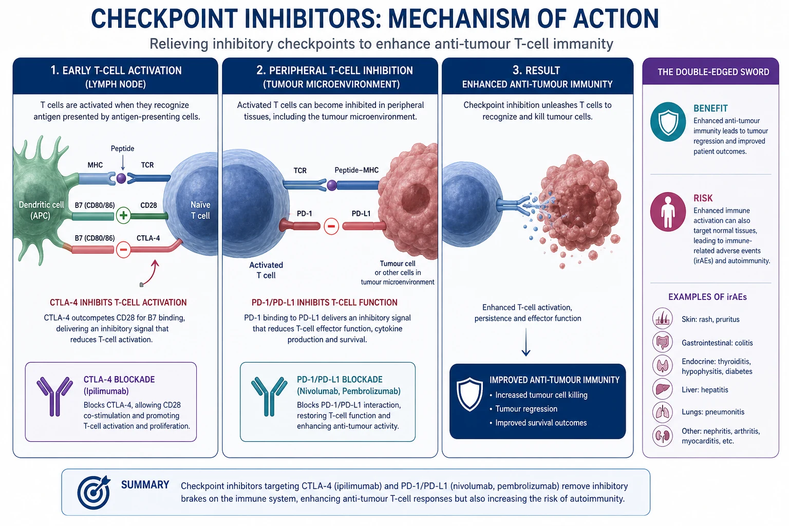 Checkpoint pathway: CTLA-4 priming phase in the lymph node and PD-1 effector phase in tissue, with monoclonal antibody drugs blocking each checkpoint