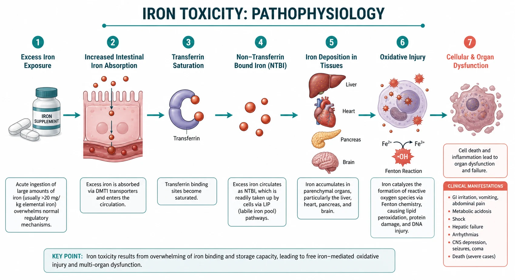Pathophysiology mechanism diagram for Iron Toxicity.