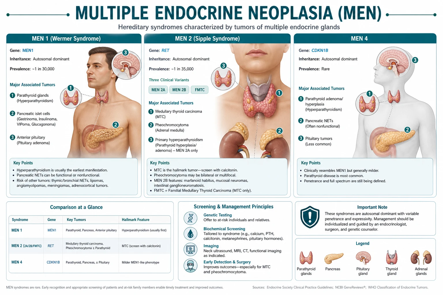 Classification diagram for Multiple Endocrine Neoplasia.
