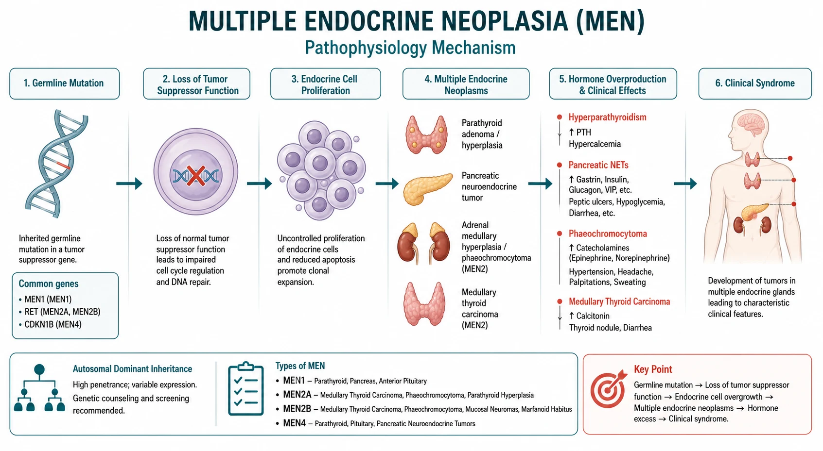 Pathophysiology mechanism diagram for Multiple Endocrine Neoplasia.