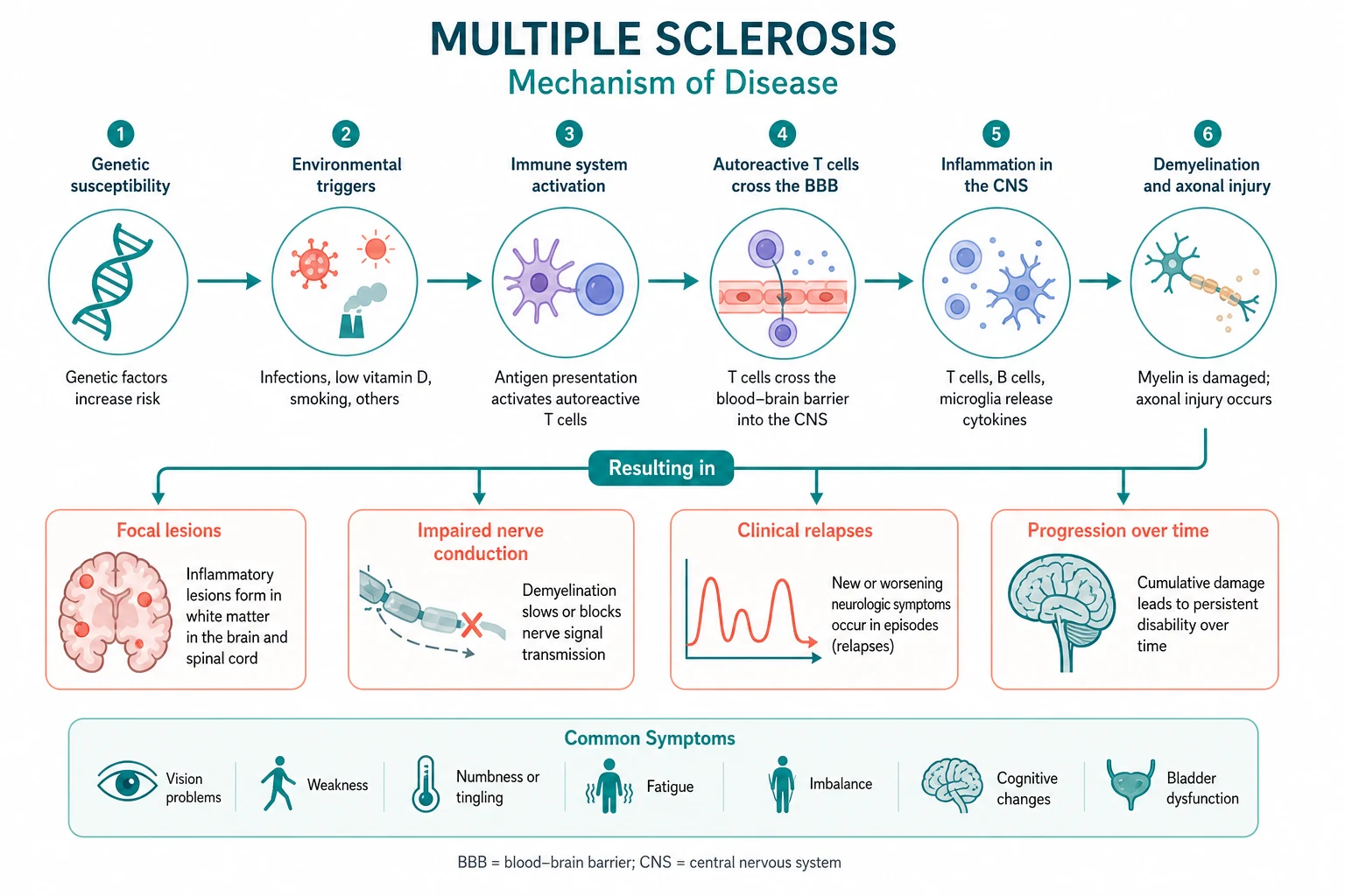 Pathophysiology of multiple sclerosis