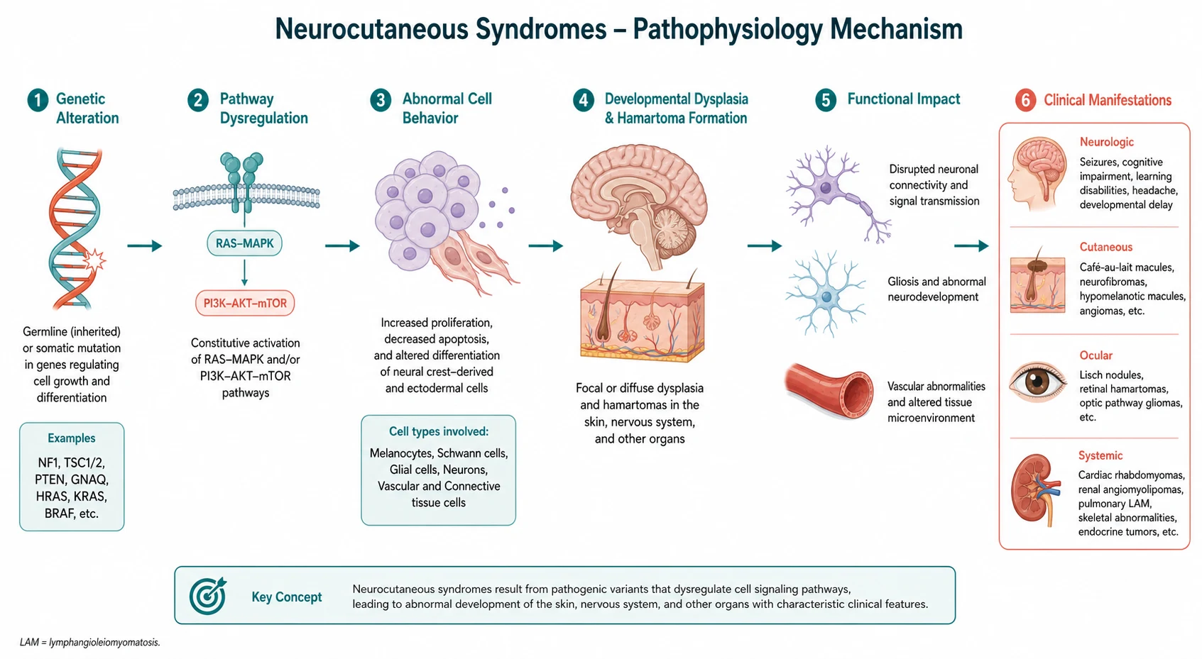Pathophysiology mechanism diagram for Neurocutaneous Syndromes.