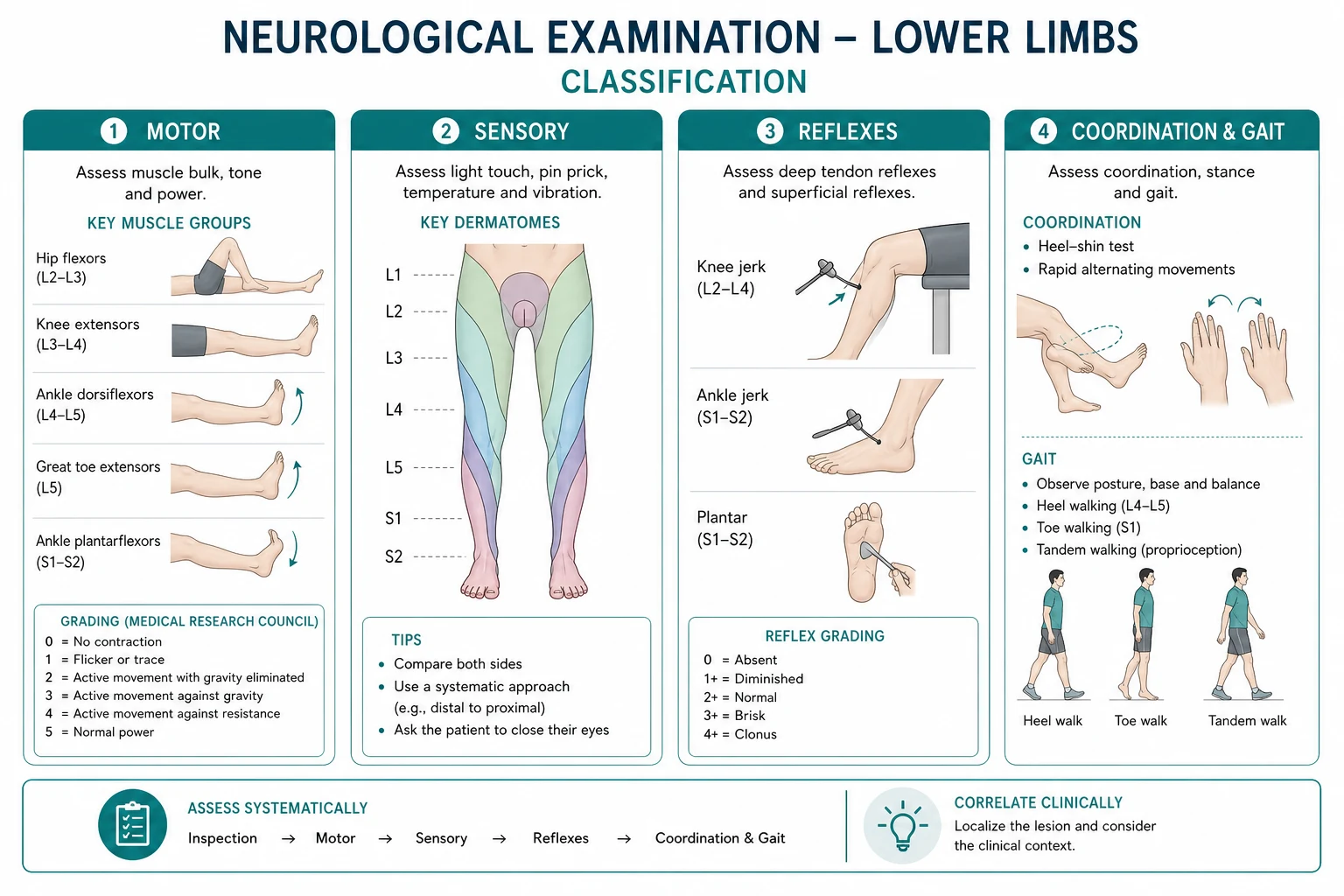 Classification for neurological examination lower limbs