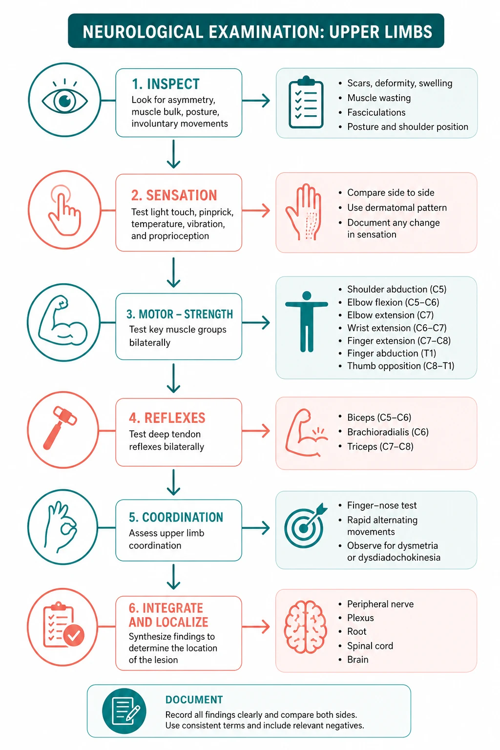 Pathophysiology for neurological examination upper limbs