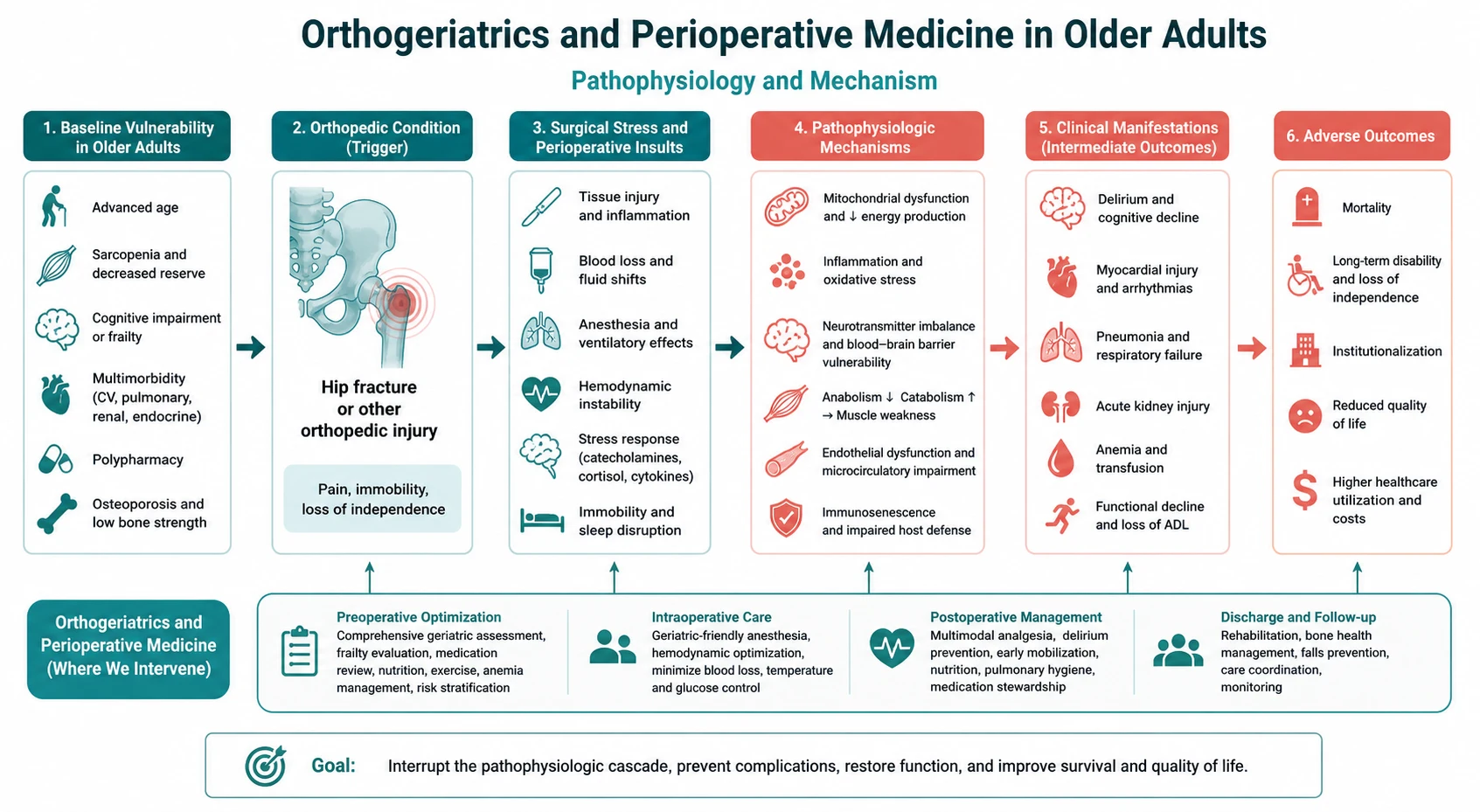 Pathophysiology mechanism diagram for Orthogeriatrics AND Perioperative Medicine IN Older Adults.