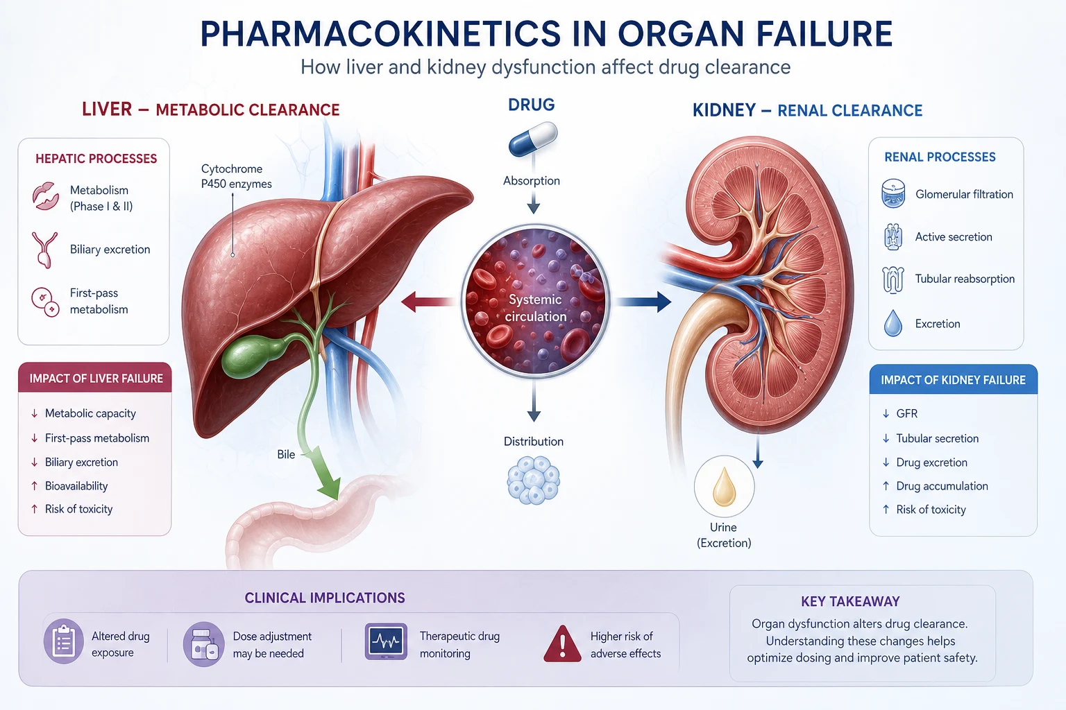 Pharmacokinetics in organ failure — the kidney and liver as the two organs of drug clearance, with water-soluble drugs cleared renally and lipid-soluble drugs cleared hepatically