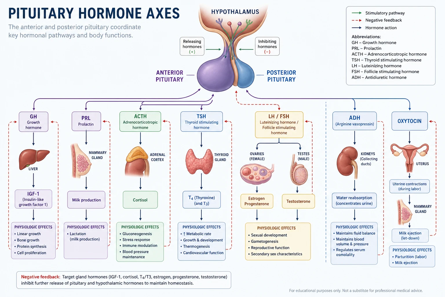 Pituitary anatomy — anterior pituitary hormone axes (GH, PRL, ACTH, TSH, LH, FSH via hypothalamic-pituitary portal system) and posterior pituitary hormones (ADH, oxytocin via direct neural connection)