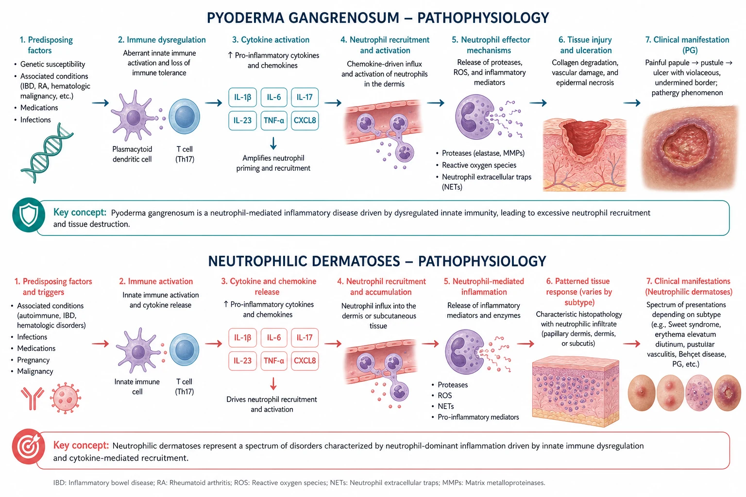 Pathophysiology mechanism diagram for Pyoderma Gangrenosum AND Neutrophilic Dermatoses.