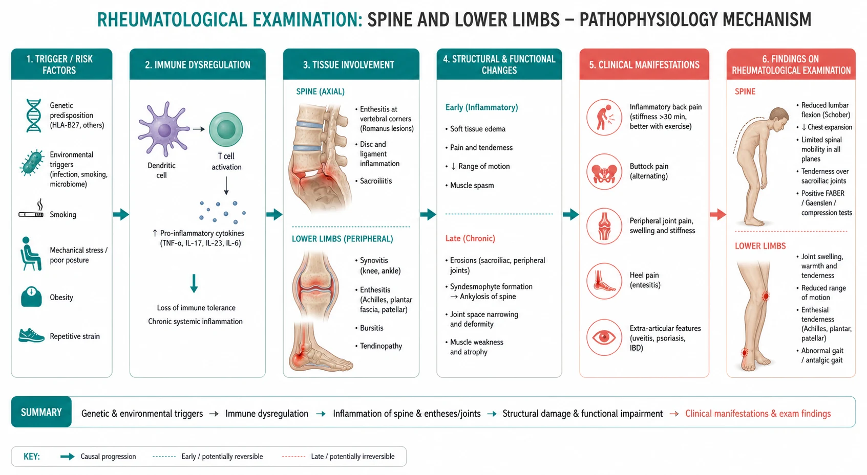 Pathophysiology mechanism diagram for Rheumatological Examination Spine AND Lower Limbs.